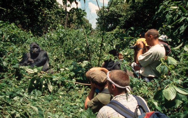 Tourists and park guards observing a mountain gorilla 