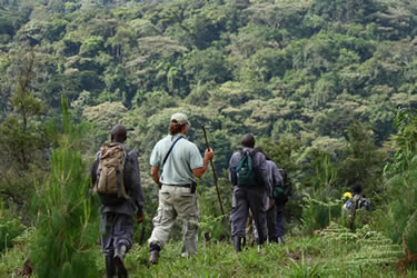 Hiking  toward gorilla territory - Bwindi Impenetrable National-park