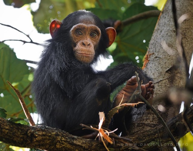 Chimpanzee tracking in Kibale National Park 